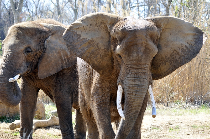 elephant-at-zoo-nashville-tennessee-2682A.jpg