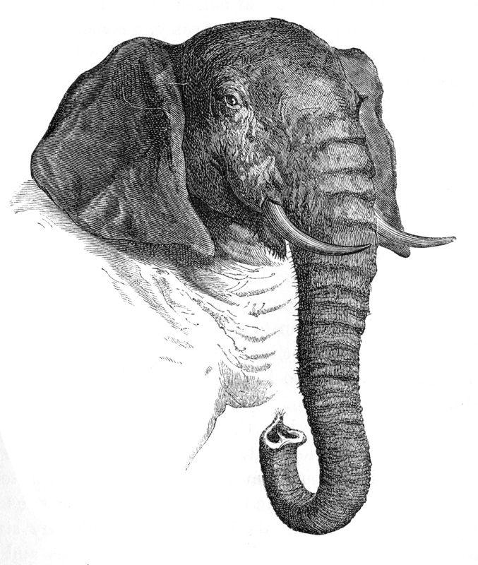 elephant-head-ma127.jpg