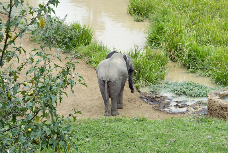 elephant-heading-to-watering--hole-africa.jpg