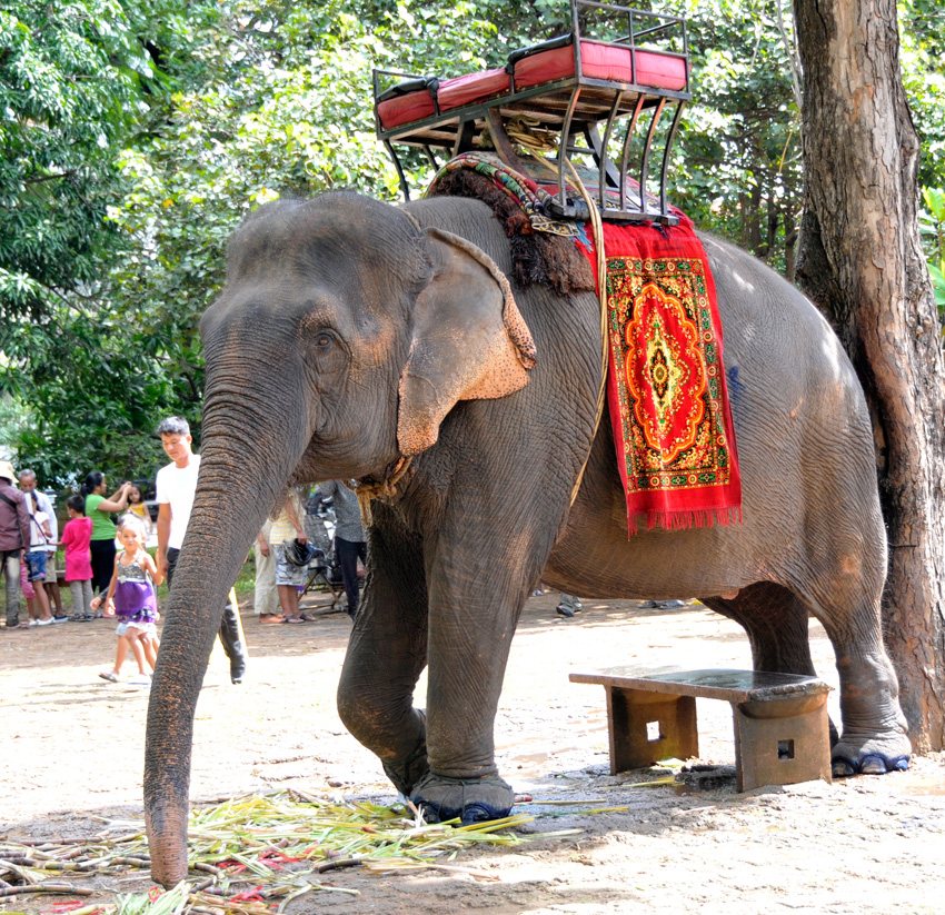 elephant-in-phnom-penh-cambodia-37.jpg