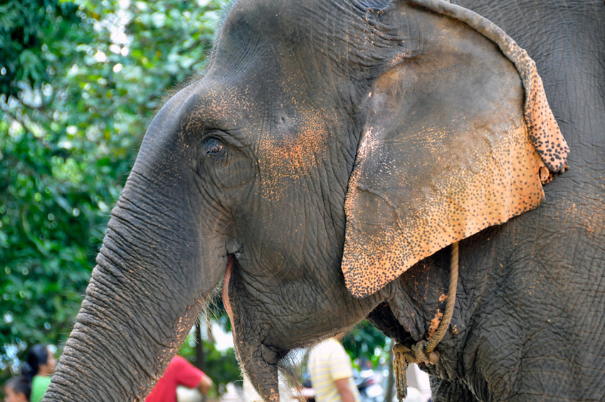 elephant-in-phnom-penh-cambodia-38.jpg