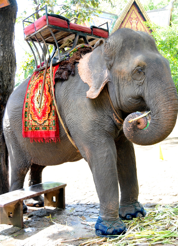 elephant-in-phnom-penh-cambodia-41.jpg