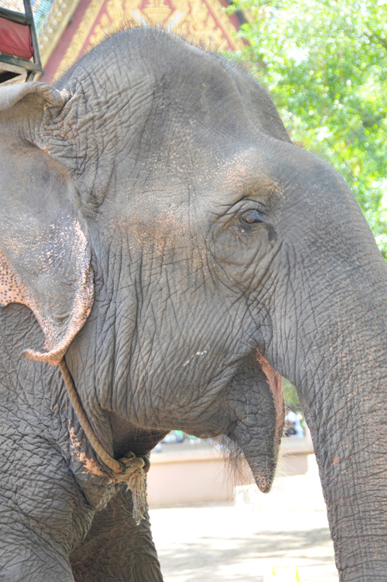 elephant-in-phnom-penh-cambodia-43.jpg