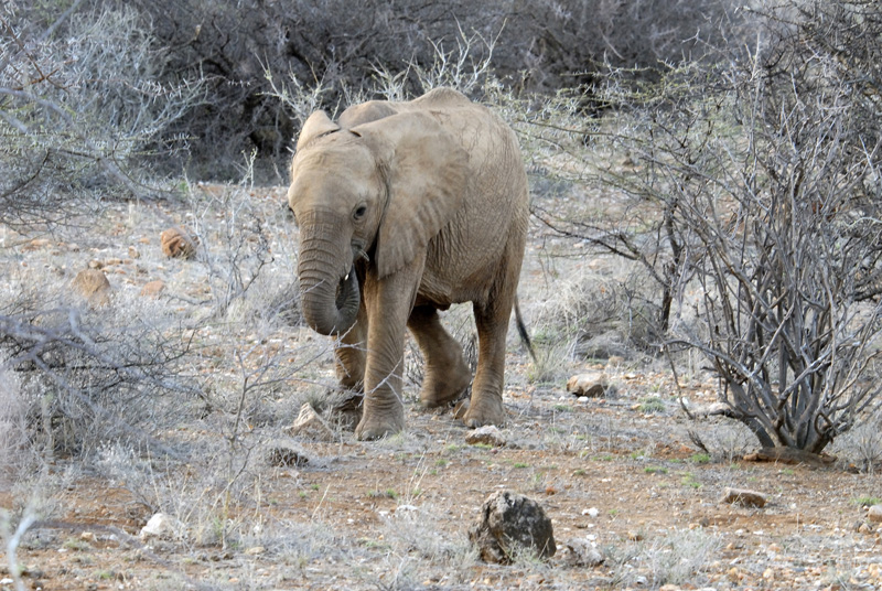 elephant-walking-in-dry-brush-safari-kenya-africa-01.jpg