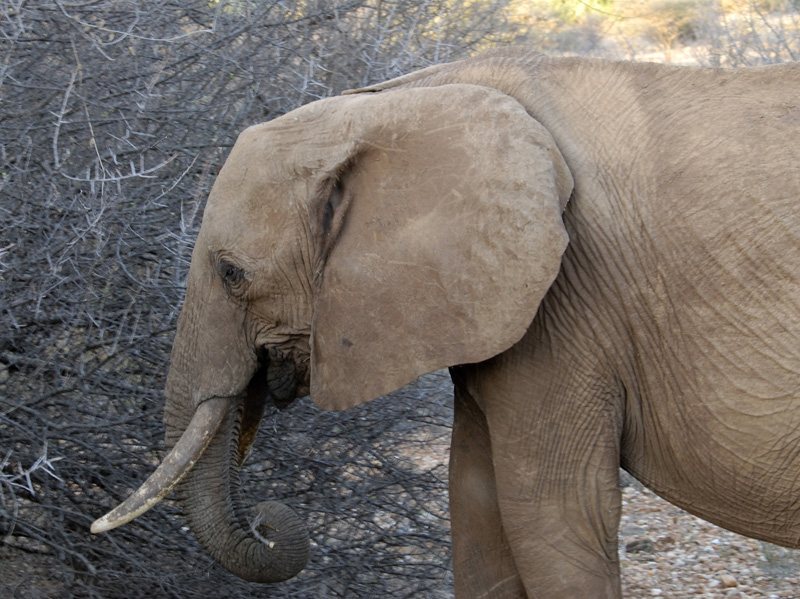 elephant-walking-in-dry-brush-safari-kenya-africa-02.jpg