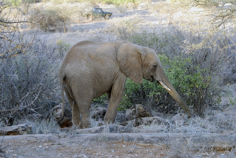elephant-walking-in-dry-brush-safari-kenya-africa-03.jpg