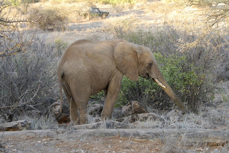 elephant-walking-in-dry-brush-safari-kenya-africa-05.jpg