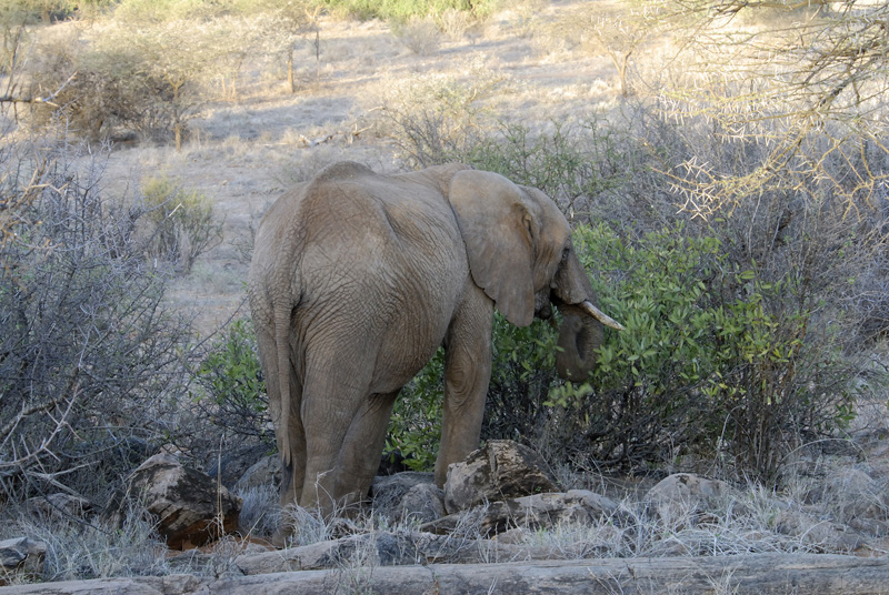 elephant-walking-in-dry-brush-safari-kenya-africa-06.jpg
