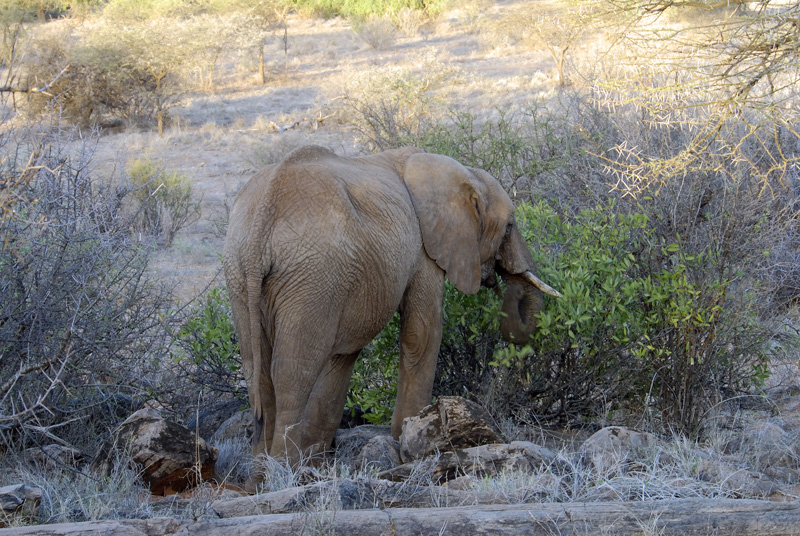 elephant-walking-in-dry-brush-safari-kenya-africa-07.jpg