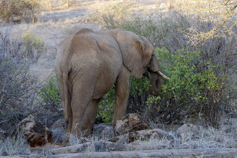 elephant-walking-in-dry-brush-safari-kenya-africa-08.jpg