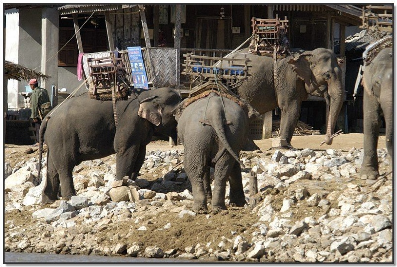 group-of-elephants-on-river-bank-thailand.jpg