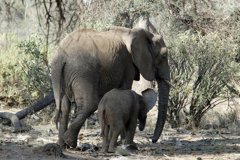 mother-and-baby-elephant-near-kenya-africa.jpg
