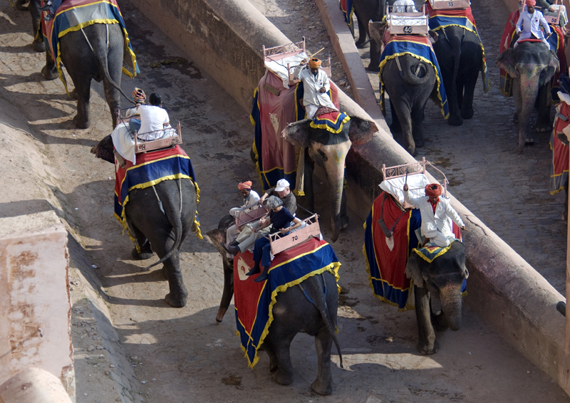riding-elphants-in-jaipur-india.jpg