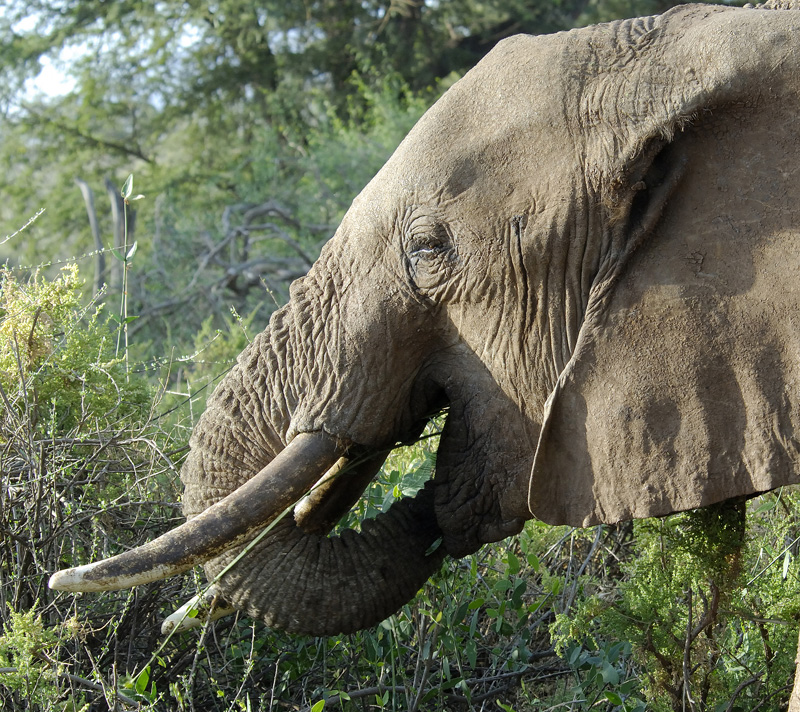 tusked-elephant-eating-plants-africa1.jpg