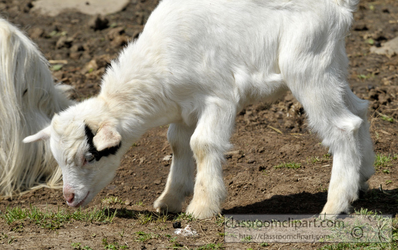 baby-goat-at-farm-photo-60.jpg