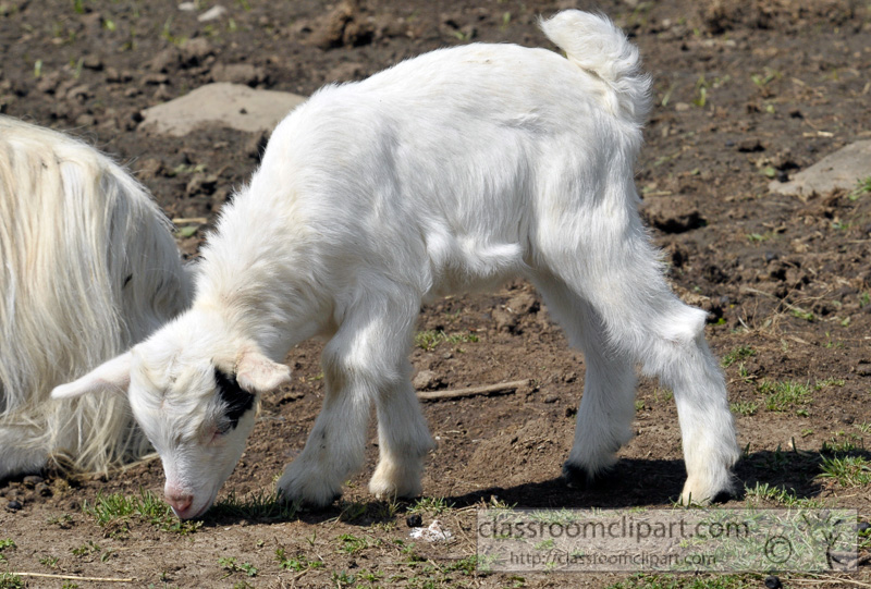 baby-goat-at-farm-photo-61.jpg