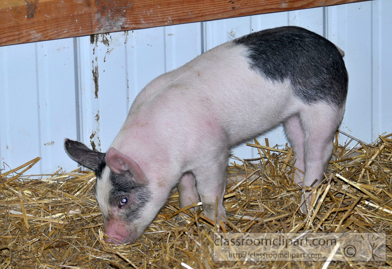 baby-pigs-at-farm-24.jpg
