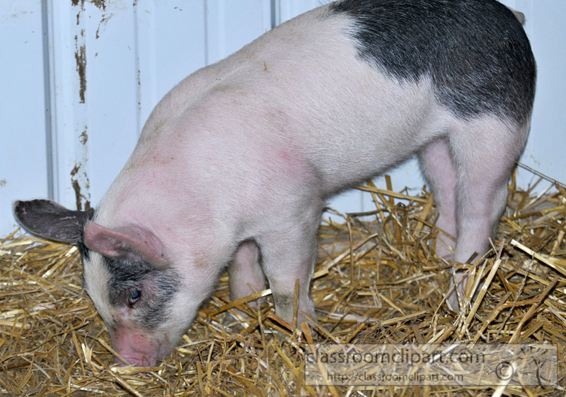 baby-pigs-at-farm-26.jpg