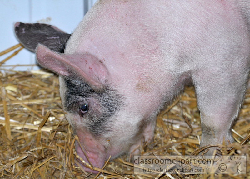 baby-pigs-at-farm-27.jpg