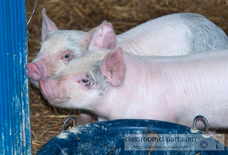 baby-pigs-at-farm-28.jpg
