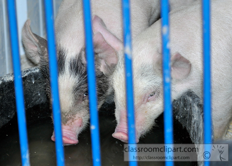 baby-pigs-at-farm-29.jpg
