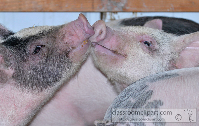 baby-pigs-at-farm-30.jpg