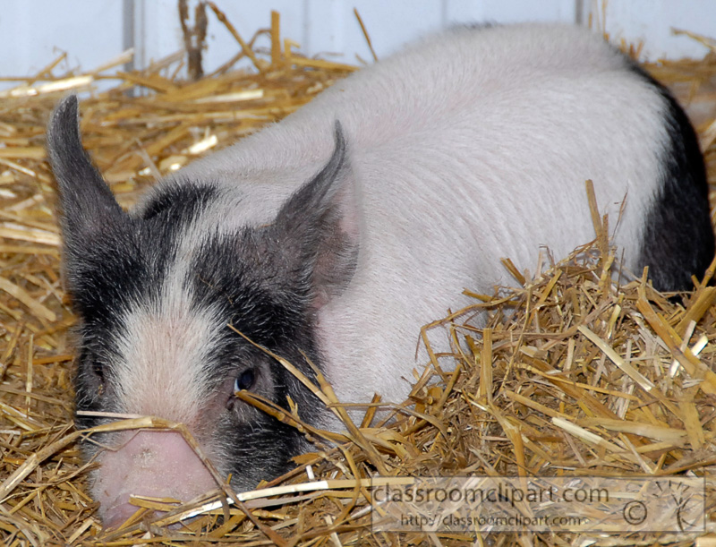 baby-pigs-at-farm-photo-11.jpg