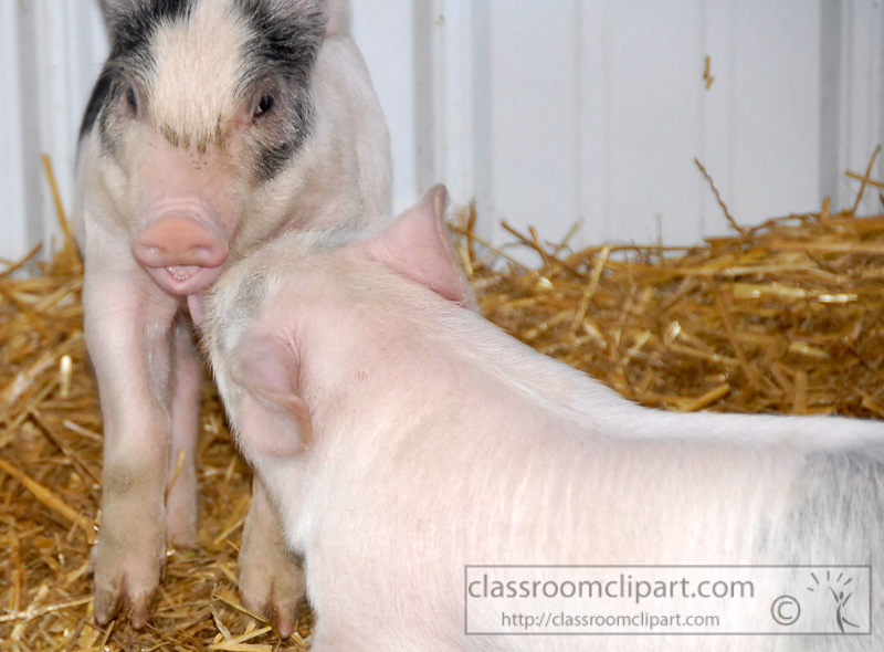 baby-pigs-at-farm-photo-13.jpg