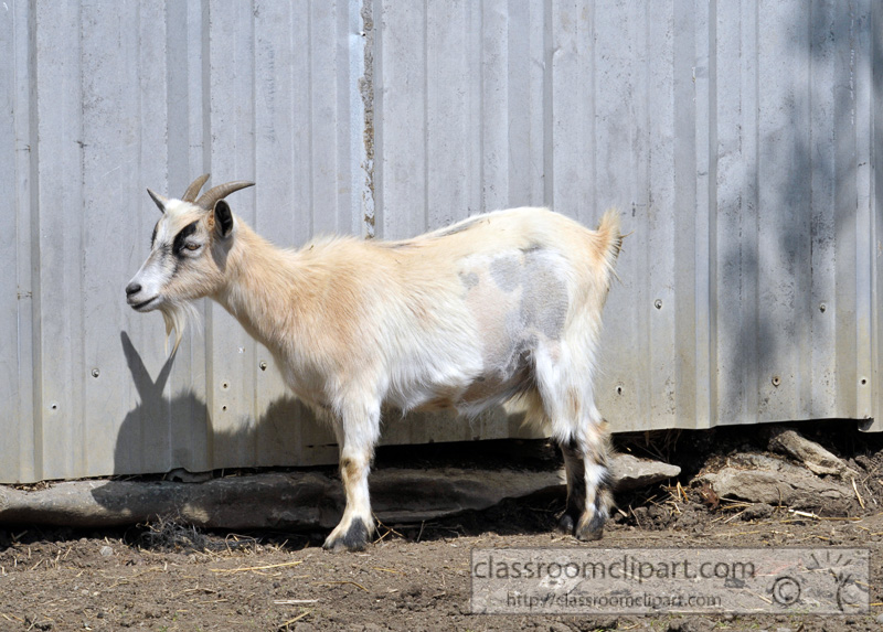 billy-goat-at-farm-photo-49.jpg