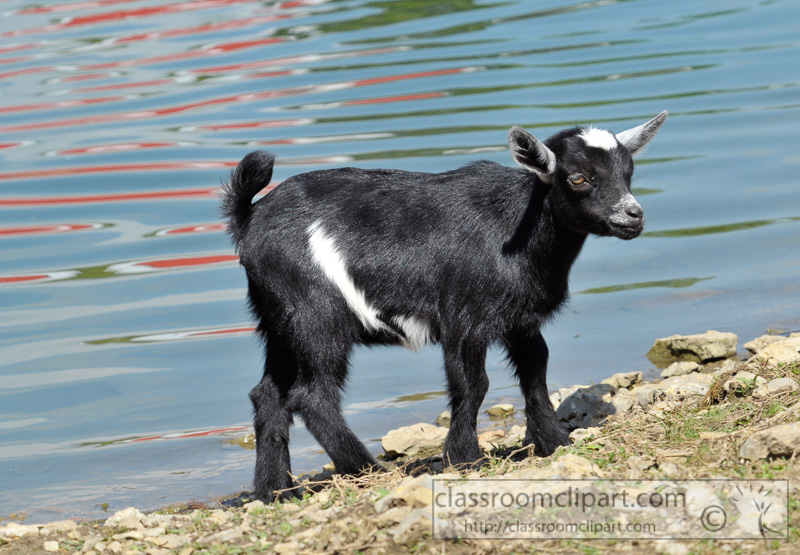 black-goat-near-pond-photo-40.jpg