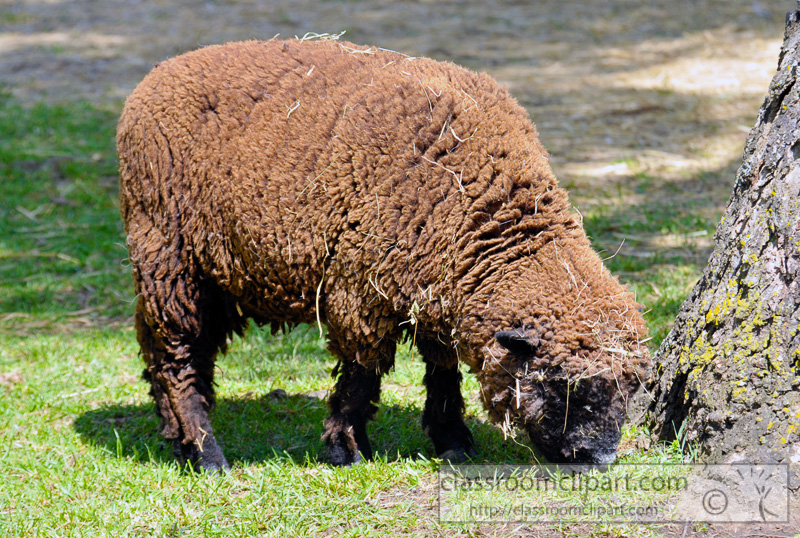 brown-sheep-at-farm-66.jpg