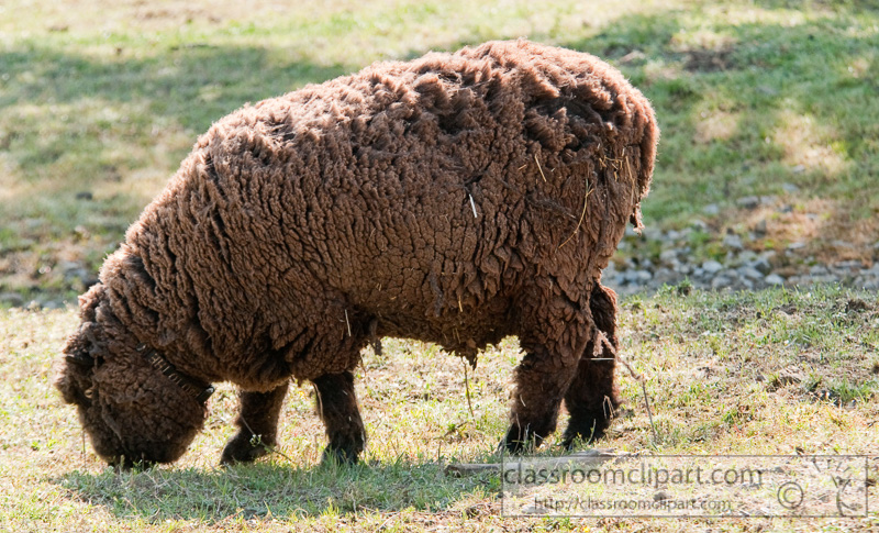brown-sheep-farm-14.jpg