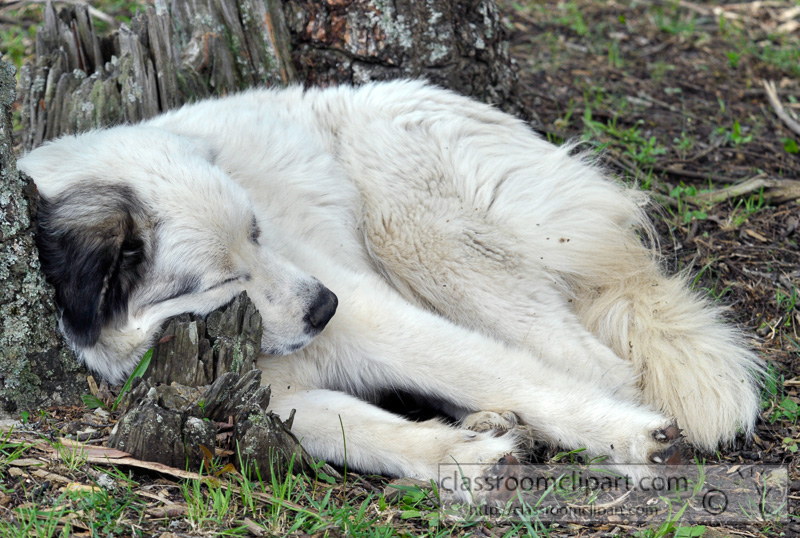 dog-sleeping-under-tree-photo-75.jpg
