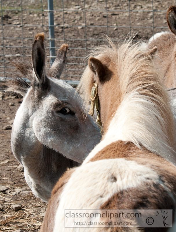 donkey-and-pony-at-farm-photo-15.jpg