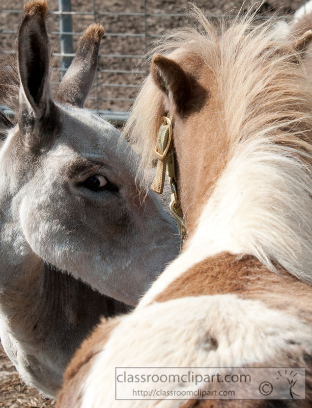 donkey-and-pony-at-farm-photo-16.jpg