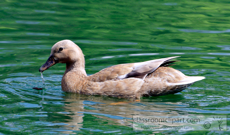 duck-swimming-in-pond-photo-73.jpg