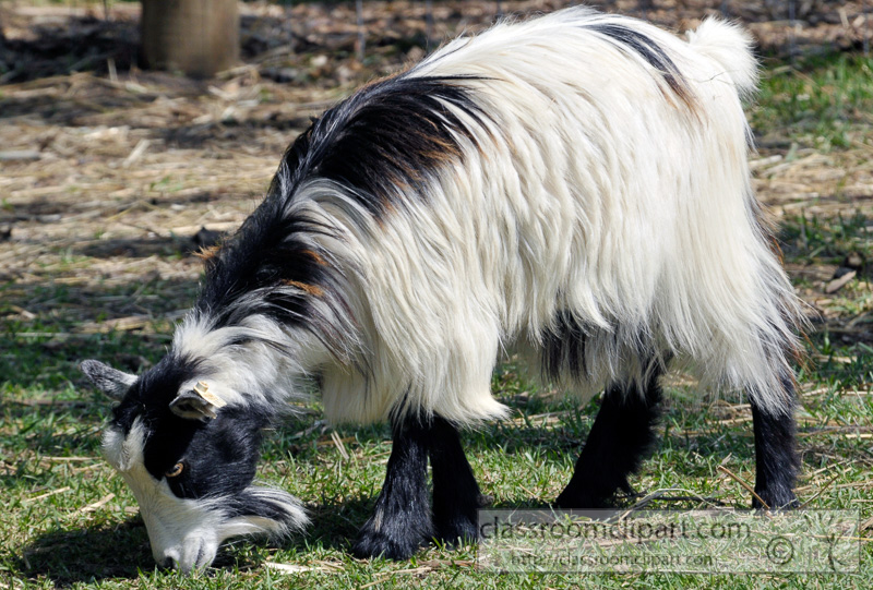 goat-at-farm-photo-47.jpg