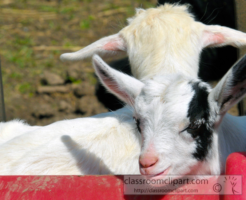 goat-at-farm-photo-48.jpg
