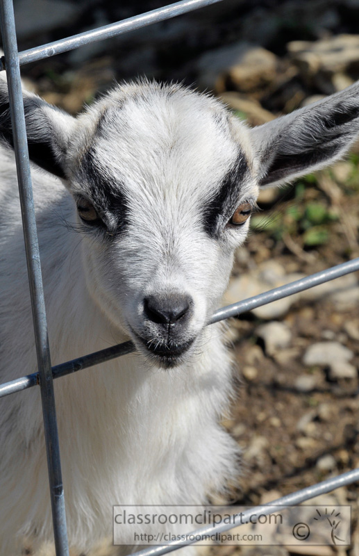 goat-behind-metal-fence-photo-35.jpg