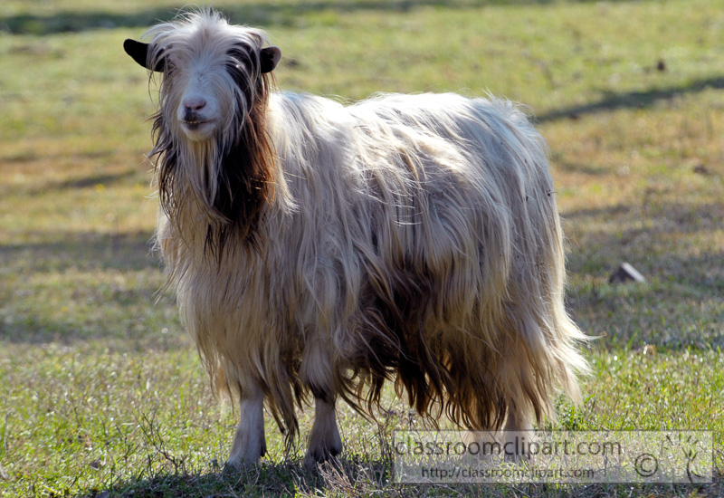 long-hair-goat-photo-17.jpg