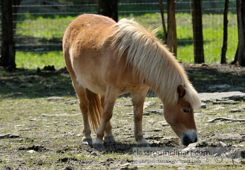 pony-at-a-farm-in-tennessee-photo-44.jpg