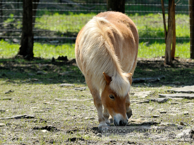 pony-at-a-farm-near-nashville-photo-43.jpg