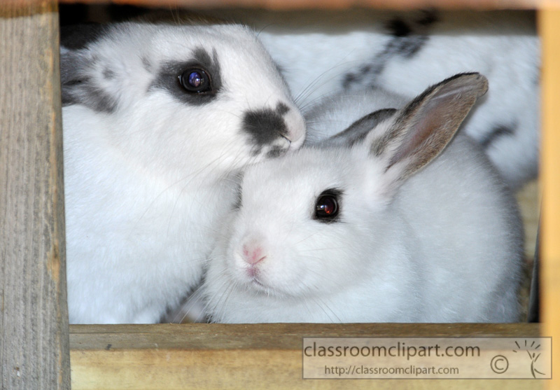 rabbits-at-farm-photo-42.jpg