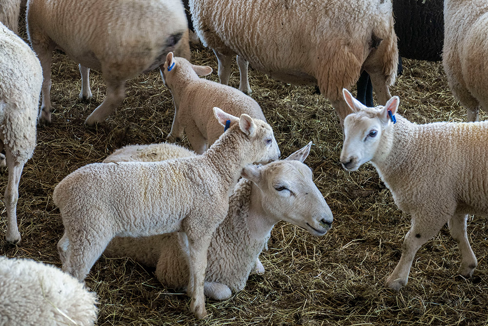 sheep-on-a-farm-in-maryland.jpg