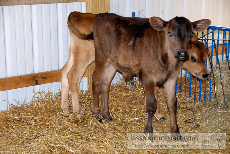 two-baby-cows-photo-26a.jpg