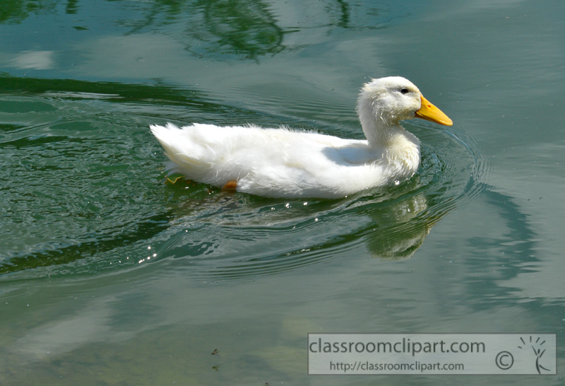 white-duck-swimming-in-pond-photo-32.jpg