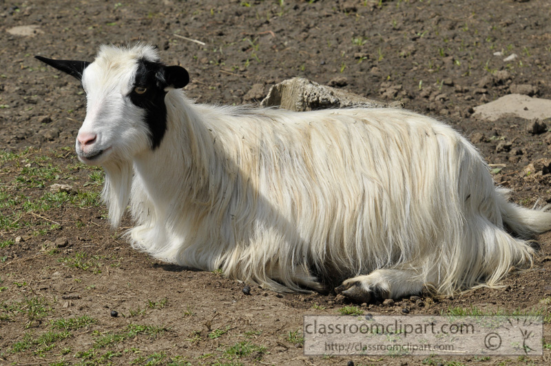 white-goat-at-farm-photo-57.jpg
