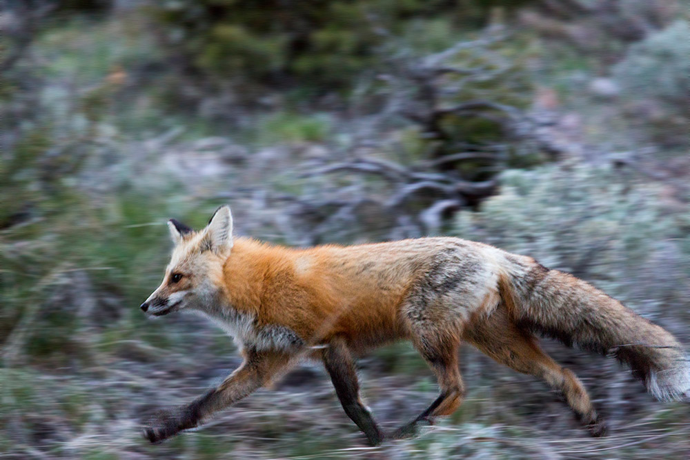 fox-in-motion.jpg