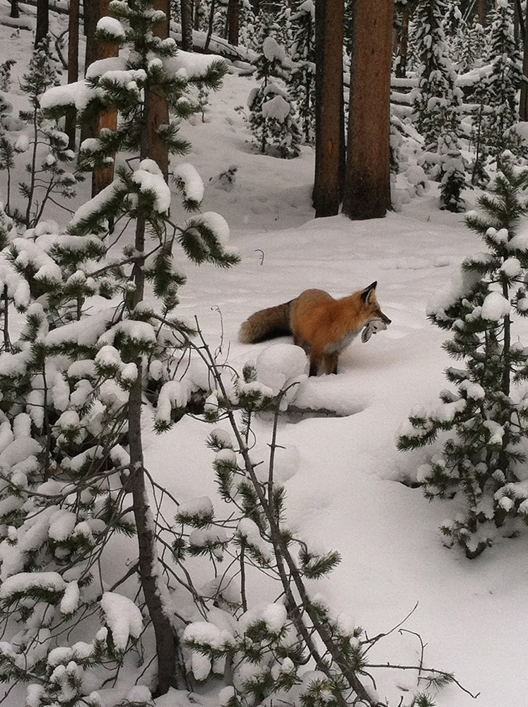 fox-in-the-snow.jpg