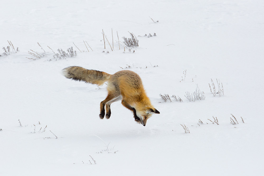 hunting-fox-hayden-valley-yellowstone.jpg